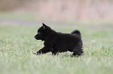 SCHIPPERKE 411